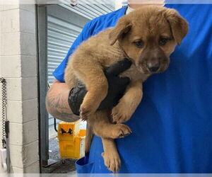 German Shepherd Dog Dogs for adoption in San Bernardino, CA, USA