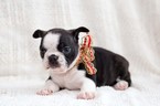 Small #7 Faux Frenchbo Bulldog