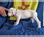 Small #4 Dogo Argentino