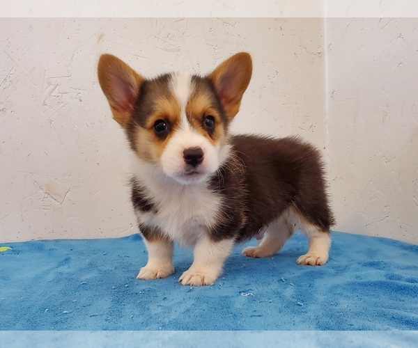 Medium Photo #1 Pembroke Welsh Corgi Puppy For Sale in CLARK, MO, USA