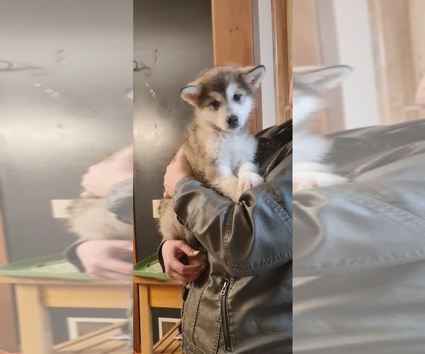 Medium Photo #1 Alaskan Malamute Puppy For Sale in CASS CITY, MI, USA