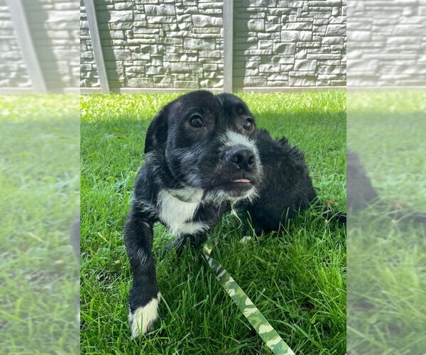 Medium Photo #1 Chihuahua-Unknown Mix Puppy For Sale in Osgood, IN, USA