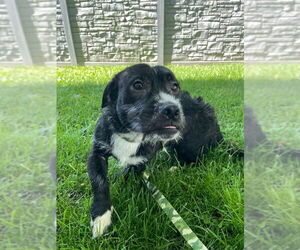Chihuahua-Unknown Mix Dogs for adoption in Osgood, IN, USA
