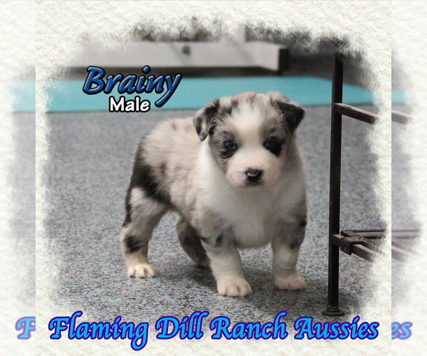 Medium Photo #1 Miniature Australian Shepherd Puppy For Sale in FORESTBURG, TX, USA