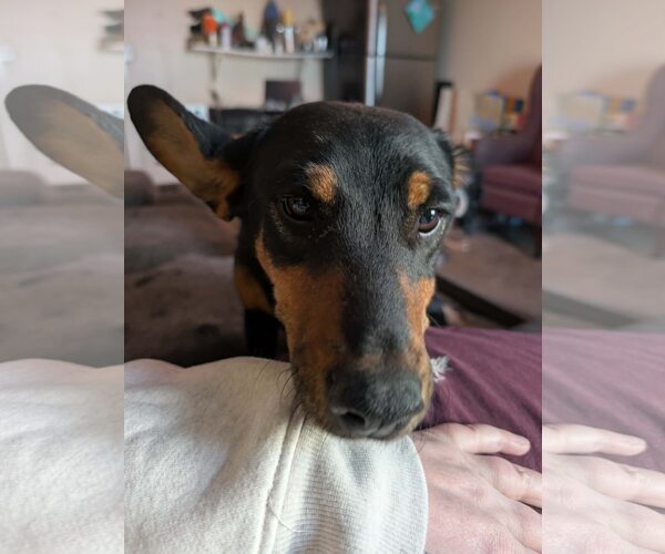 Medium Photo #7 Dachshund-Doberman Pinscher Mix Puppy For Sale in Sebec, ME, USA