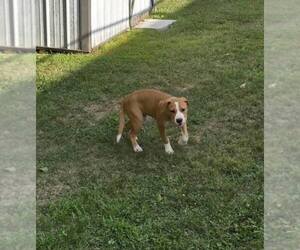 Johnny - FOSTER OR ADOPT ME!! - Male Boxer-Unknown Mix Dog for Adoption - Photo #17