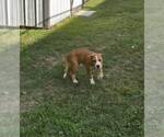 Small #16 Boxer Mix