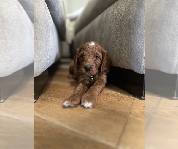 Medium Photo #5 Goldendoodle (Miniature) Puppy For Sale in GILBERT, AZ, USA