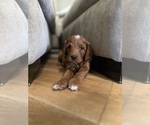 Small #4 Goldendoodle (Miniature)
