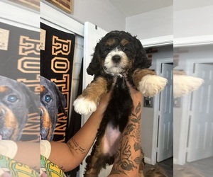 Golden Mountain Doodle  Puppy for Sale in HESPERIA, California USA