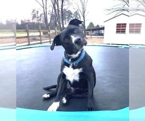 Raven - Female Retriever -Unknown Mix Dog for Adoption - Photo #9