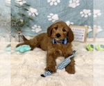 Small #2 Goldendoodle mix (+ Poodle Miniature)