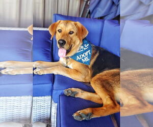 Retriever -Unknown Mix Dogs for adoption in Fultonham, NY, USA
