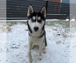 Small Photo #1 Siberian Husky Puppy For Sale in MESQUITE, TX, USA