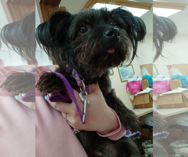 Medium Photo #1 Mutt Puppy For Sale in Martinsburg, WV, USA