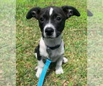 Small #3 Jack Russell Terrier-Labrador Retriever Mix