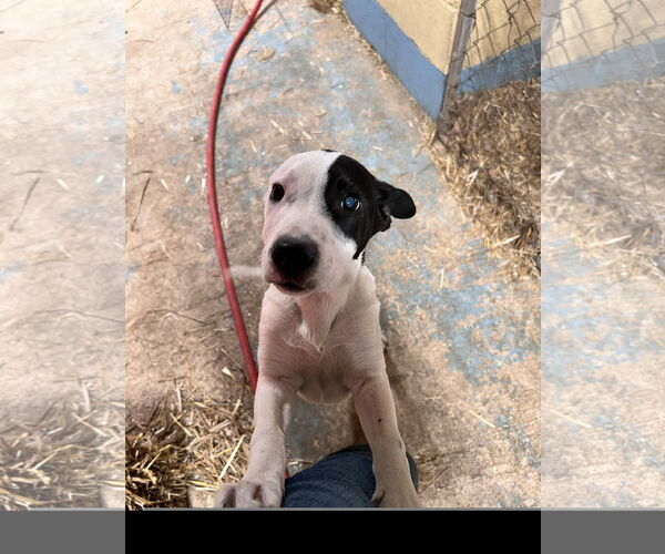 Medium Photo #3 American Staffordshire Terrier-Unknown Mix Puppy For Sale in Tracy City, TN, USA