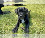 Small Borador