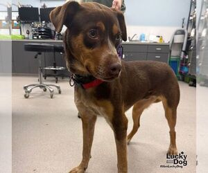 Mutt Dogs for adoption in Washington, DC, USA