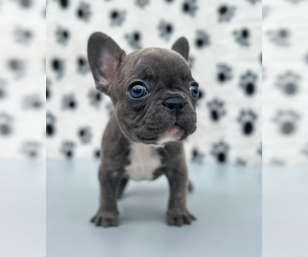 Medium Photo #2 French Bulldog Puppy For Sale in CUMBERLAND CENTER, ME, USA