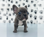 Small Photo #2 French Bulldog Puppy For Sale in CUMBERLAND CENTER, ME, USA