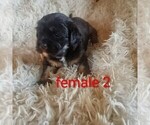 Small #2 Maltese-Silky Cocker Mix