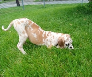 Great Dane Puppy for sale in FAIRHAVEN, MA, USA