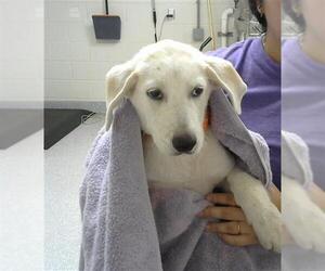 Labrador Retriever-Unknown Mix Dogs for adoption in Pasadena, TX, USA