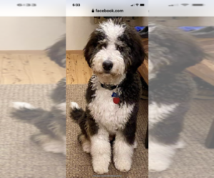 Bernedoodle Puppy for sale in CENTRAL CITY, IA, USA
