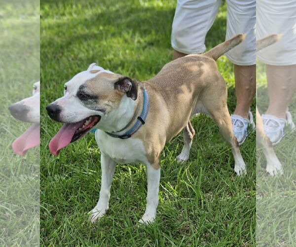 Medium Photo #4 Mutt Puppy For Sale in Wakefield, RI, USA