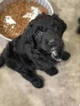 Small Photo #3 Australian Shepherd-Doodle Mix Puppy For Sale in CELINA, TX, USA