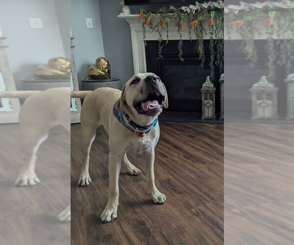 Medium Photo #21 American Foxhound-Bulldog Mix Puppy For Sale in Raleigh, NC, USA