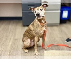 American Pit Bull Terrier-Unknown Mix Dogs for adoption in Martinez, CA, USA