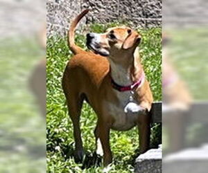 LUNA - Female Bassetoxer Dog for Adoption - Photo #2