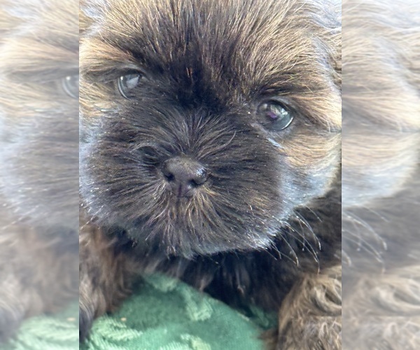 Medium Photo #2 Shih Tzu Puppy For Sale in CANTONMENT, FL, USA