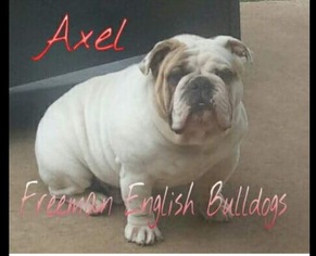 Father of the Bulldog puppies born on 01/05/2017