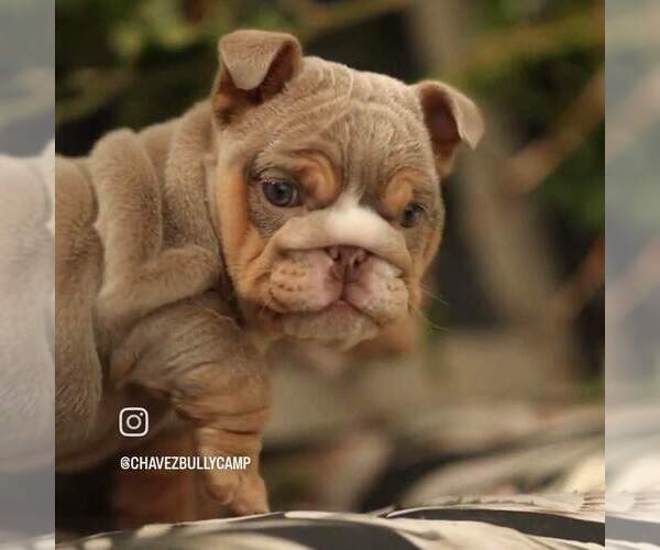 Medium Photo #1 Bulldog Puppy For Sale in MURRIETA, CA, USA