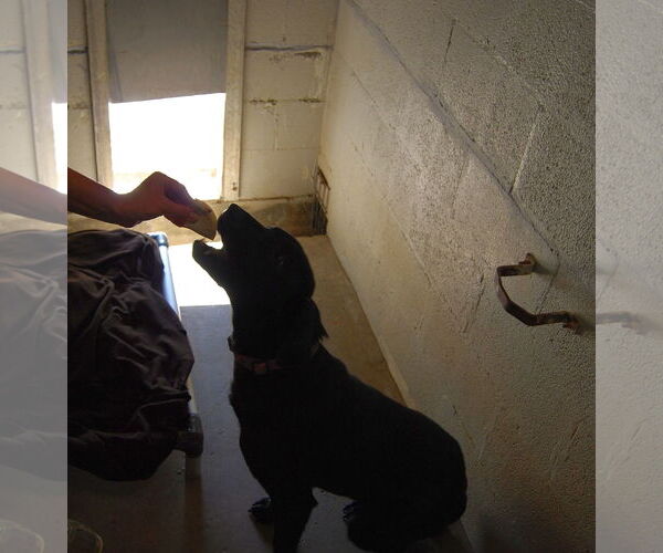 Medium Photo #5 Labrador Retriever-Unknown Mix Puppy For Sale in Monticello, MS, USA
