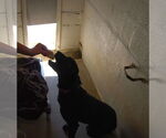 Small #4 Labrador Retriever Mix