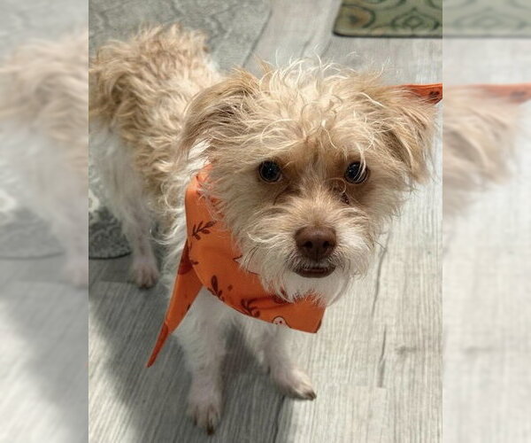 Medium Photo #1 Mutt Puppy For Sale in Corona, CA, USA