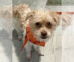 Teddy - Male Mutt Dog for Adoption - Small photo