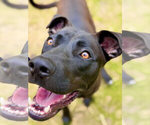 Marsala - Male Labrador Retriever-Unknown Mix Dog for Adoption - Photo #5