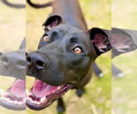 Small #4 Labrador Retriever Mix