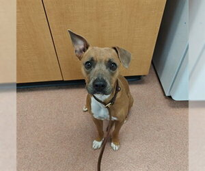 Mutt Dogs for adoption in Ogden, UT, USA