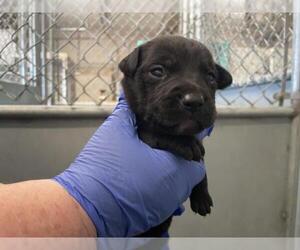 Mutt Dogs for adoption in HESPERIA, CA, USA