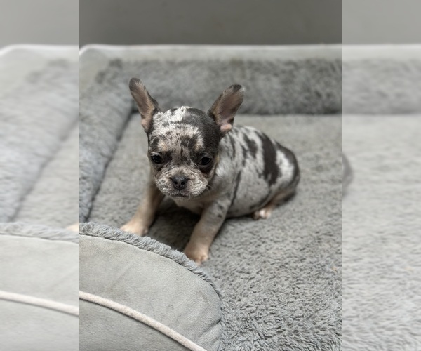 Medium Photo #1 French Bulldog Puppy For Sale in SOUTHGATE, MI, USA