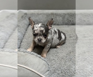 Medium French Bulldog