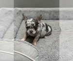 Puppy Puppy 1 French Bulldog