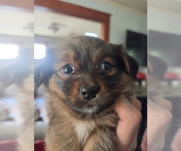 Medium Photo #6 Maltipom Puppy For Sale in HUDSON, MA, USA