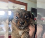 Small #5 Maltipom